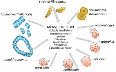 Menstrual Fluid Factors Mediate Endometrial Repair